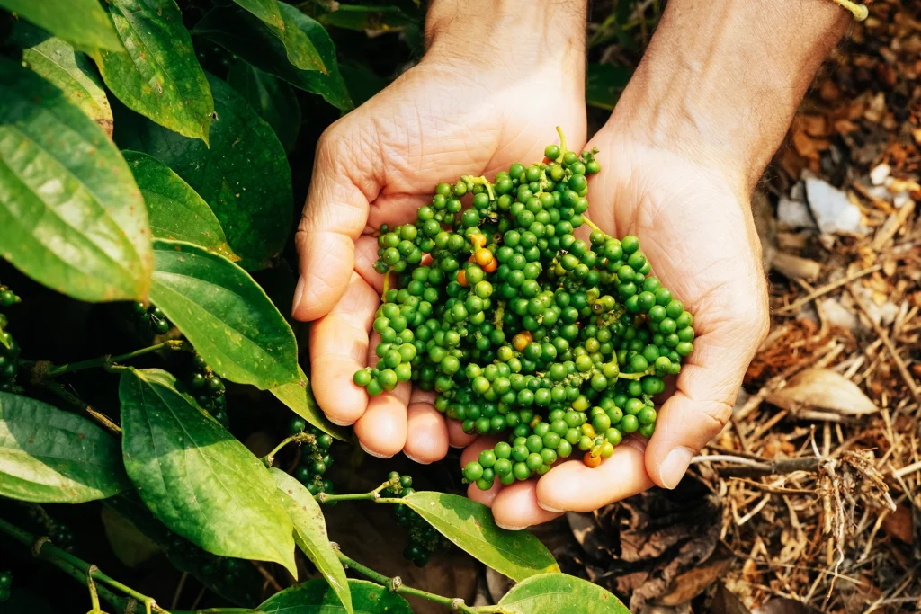 shutterstock_2575532673